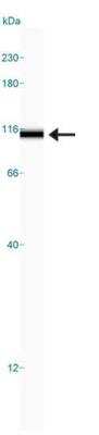 Simple Western: CRM1 Antibody [NB100-79802]