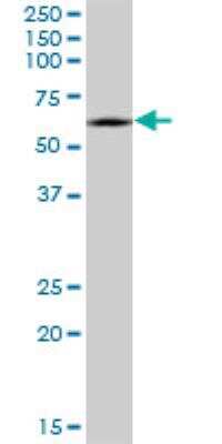 Western Blot: CRMP1 Antibody (2B6) [H00001400-M50]