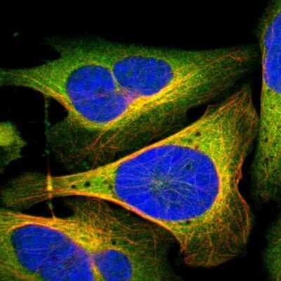 Immunocytochemistry/ Immunofluorescence: CRMP2 Antibody [NBP1-85448]