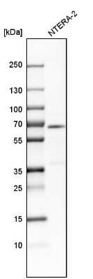 Western Blot: CRMP4 Antibody [NBP1-85447]