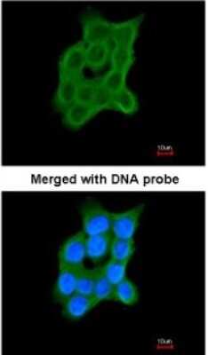 Immunocytochemistry/ Immunofluorescence: CRTAP Antibody [NBP1-32884]
