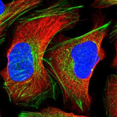 Immunocytochemistry/ Immunofluorescence: CRTAP Antibody [NBP1-94105]