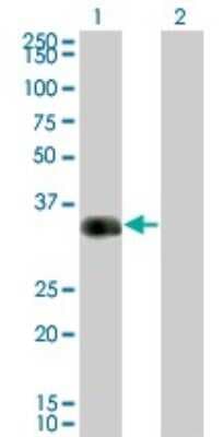 Western Blot: CRX/CORD2 Antibody (F6-C2) [H00001406-M01]