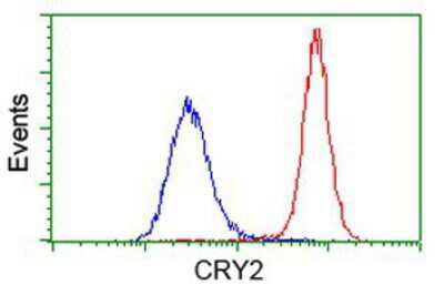 Flow Cytometry: CRY2 Antibody (OTI1H5) [NBP2-00749]