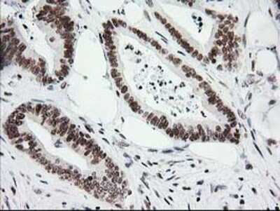 Immunohistochemistry-Paraffin: CRY2 Antibody (OTI1H5) [NBP2-00749]