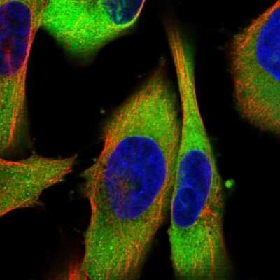 Immunocytochemistry/ Immunofluorescence: CRYZ Antibody [NBP1-89536]