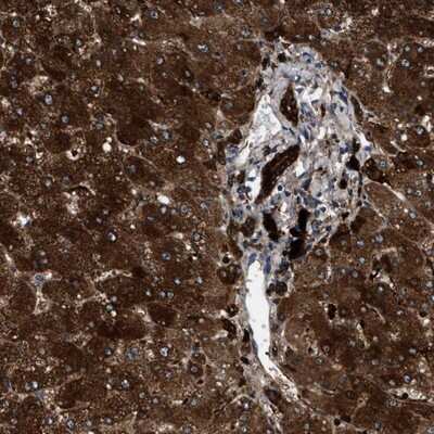 Immunohistochemistry-Paraffin: CRYZ Antibody [NBP1-89536]