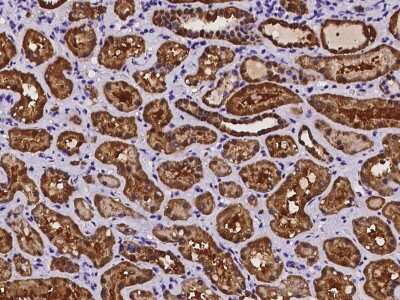 Immunohistochemistry-Paraffin: CRYZ Antibody [NBP2-97243]