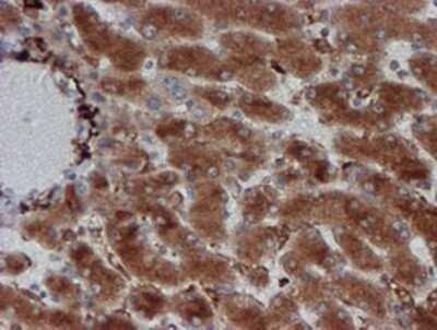 Immunohistochemistry-Paraffin: CRYZL1 Antibody (OTI2F9) [NBP2-02012]