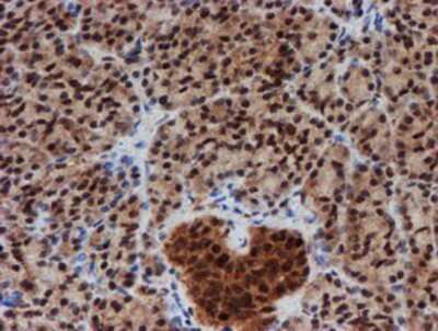 Immunohistochemistry-Paraffin: CRYZL1 Antibody (OTI2F9) [NBP2-02012]