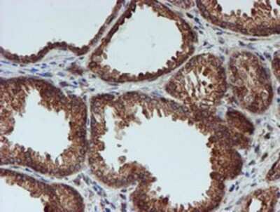 Immunohistochemistry-Paraffin: CRYZL1 Antibody (OTI2F9) [NBP2-02012]