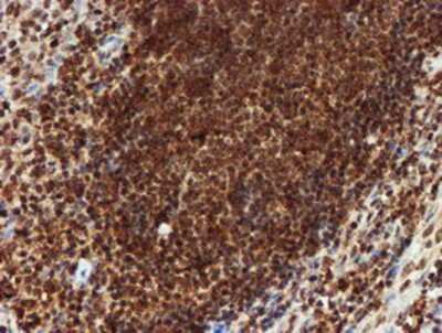 Immunohistochemistry-Paraffin: CRYZL1 Antibody (OTI2F9) [NBP2-02012]