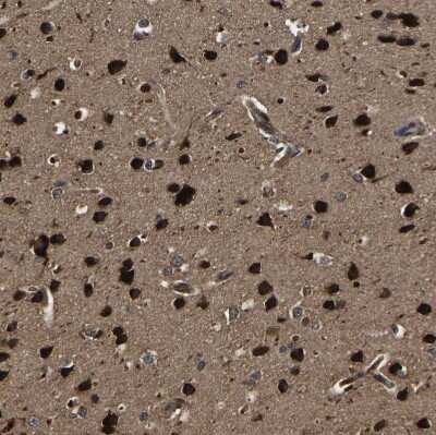Immunohistochemistry-Paraffin: CRYZL1 Antibody [NBP1-89364]