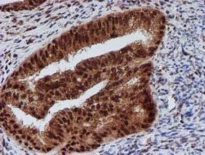Immunohistochemistry: CRYZL1 Antibody (OTI2F9) - Azide and BSA Free [NBP2-71522]