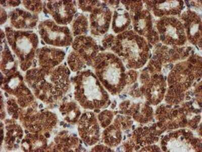 Immunohistochemistry: CRYZL1 Antibody (OTI2F9) - Azide and BSA Free [NBP2-71522]