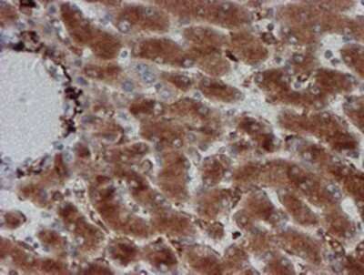Immunohistochemistry: CRYZL1 Antibody (OTI2F9) - Azide and BSA Free [NBP2-71522]