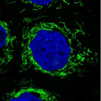 Immunocytochemistry/ Immunofluorescence: CS Citrate Synthase Antibody (CL2553) [NBP2-36773]