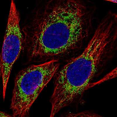 Immunocytochemistry/ Immunofluorescence: CS Citrate Synthase Antibody (CL2561) [NBP2-36774]