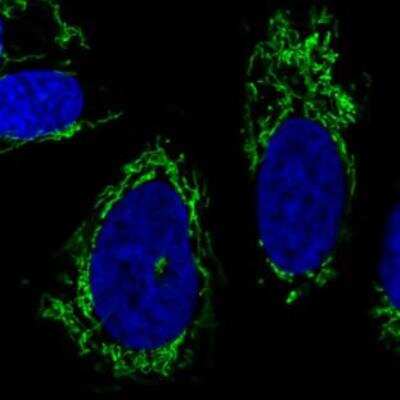 Immunocytochemistry/ Immunofluorescence: CS Citrate Synthase Antibody (CL2579) [NBP2-36775]