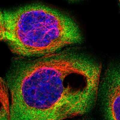 Immunocytochemistry/ Immunofluorescence: CSDE1 Antibody [NBP1-85341]