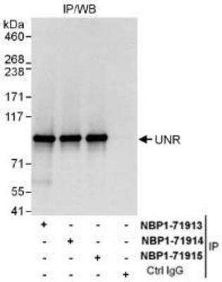 Immunoprecipitation: CSDE1 Antibody [NBP1-71914]