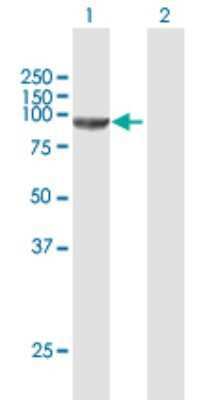 Western Blot: CSDE1 Antibody [H00007812-B01P]