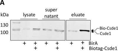 Western Blot: CSDE1 Antibody [NBP1-71915]