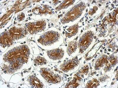 Immunohistochemistry-Paraffin: CSH2 Antibody [NBP2-16019]
