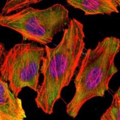 Immunocytochemistry/ Immunofluorescence: CSK Antibody (5F3) - BSA Free [NBP2-37651]