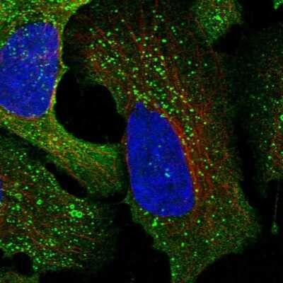 Immunocytochemistry/ Immunofluorescence: CSK Antibody [NBP1-85951]