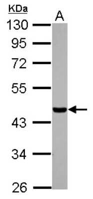 Western Blot: CSNK1A1L Antibody [NBP2-16020]