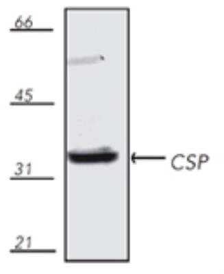 Western Blot: CSP Antibody [NBP2-88985]