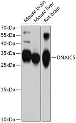 Western Blot: CSP AntibodyBSA Free [NBP2-92700]