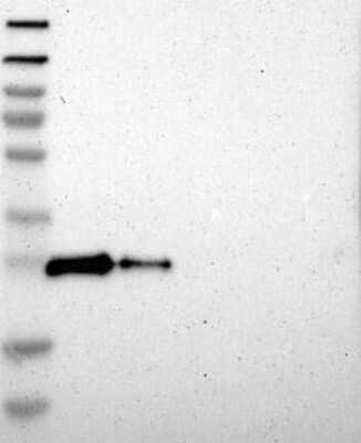 Western Blot: CSP Antibody [NBP3-17698]