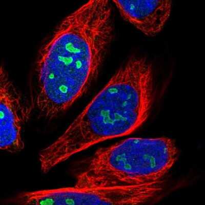 Immunocytochemistry/ Immunofluorescence: CSRNP3 Antibody [NBP1-83933]