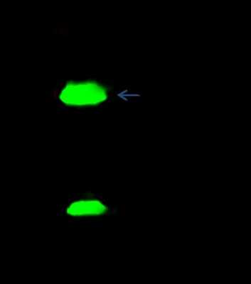 Immunoprecipitation: CSRP1 Antibody [NBP2-98292]