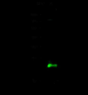 Western Blot: CSRP1 Antibody [NBP2-98292]