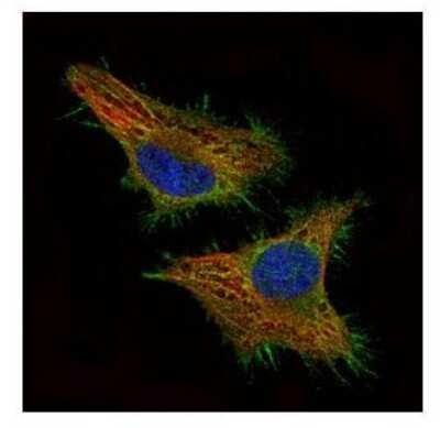 Immunocytochemistry/ Immunofluorescence: CSRP3 Antibody [NBP1-32974]