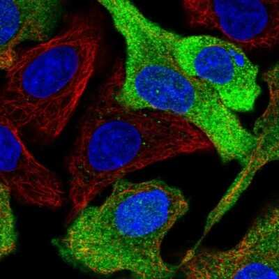 Immunocytochemistry/ Immunofluorescence: CSTP1 Antibody [NBP2-58995]