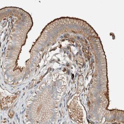 Immunohistochemistry-Paraffin: CTBP2 Antibody [NBP1-87130]