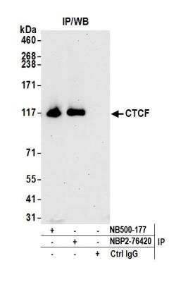 Immunoprecipitation: CTCF Antibody (BLR041F) [NBP2-76420]