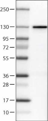 Western Blot: CTCF Antibody (CL0304) [NBP2-52909]