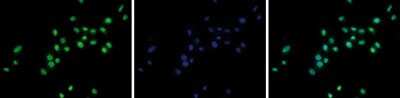 Immunofluorescence: CTCF Antibody [NBP2-59228]
