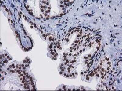 Flow Cytometry: CTDSP1 Antibody (OTI1B6) - Azide and BSA Free [NBP2-72110]