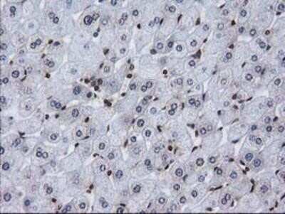 Immunohistochemistry-Paraffin: CTDSP1 Antibody (OTI1B6) [NBP2-03456]