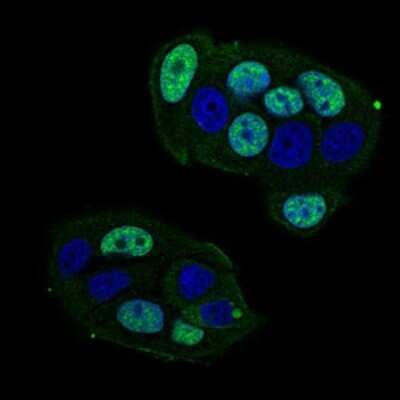 Immunocytochemistry/ Immunofluorescence: CTNNBL1 Antibody (1E4F5) - BSA Free [NBP2-37252]