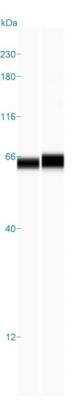Simple Western: CTNNBL1 Antibody [NBP1-88298]