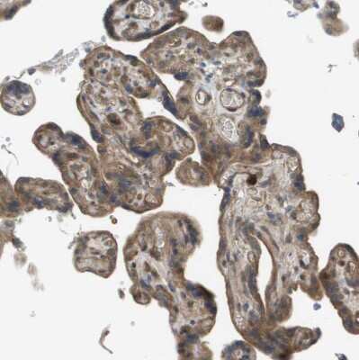 Immunohistochemistry-Paraffin: CTPS2 Antibody [NBP1-86055]