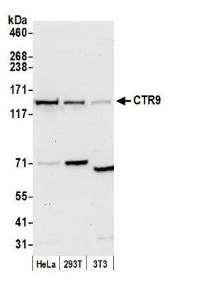 Western Blot: CTR9 Antibody [NB100-68205]