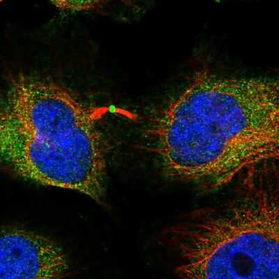 Immunocytochemistry/ Immunofluorescence: CTTNBP2 Antibody [NBP2-32030]
